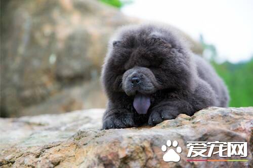 怎样区分松狮犬的年龄 牙齿上区分松狮犬年龄