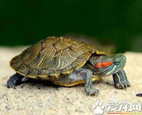 巴西红耳龟怎么分公母 雄龟体形较薄而小