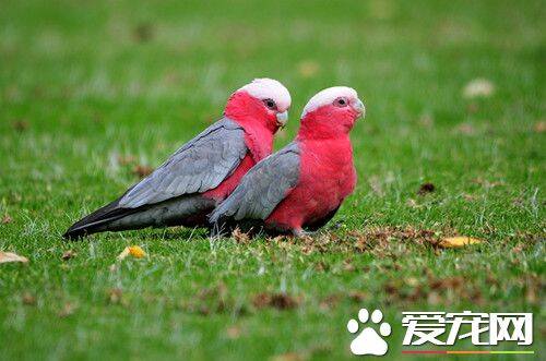 粉红凤头鹦鹉的饲养 提供厚实坚固的巢箱