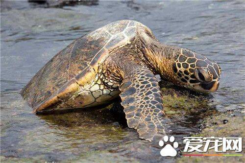 海龟和乌龟的区别 海龟整天只能在海底爬来爬去