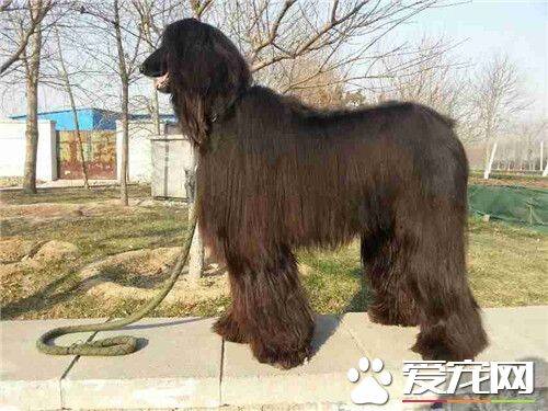 阿富汗猎犬的智商 智商在狗狗中排名第78位