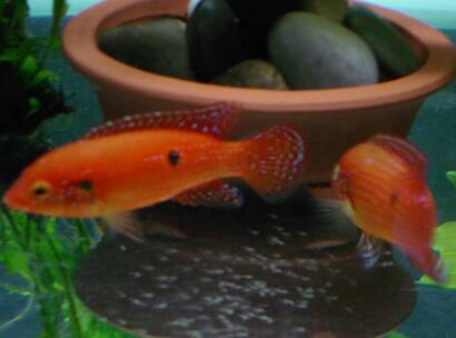 红宝石鱼怎么繁殖 掌握一定的繁殖技巧