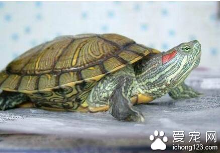 巴西红耳龟饲养  生存能力强饲养起来简单