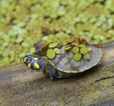 黄头侧颈龟怎么养 幼体是杂食性的