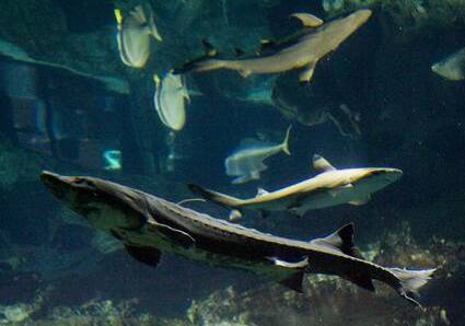 美国旗鱼怎么养 注意养殖的密度