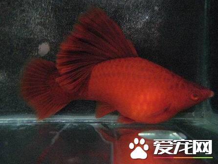 红剑鱼繁殖前准备 选择一个较大的水族箱