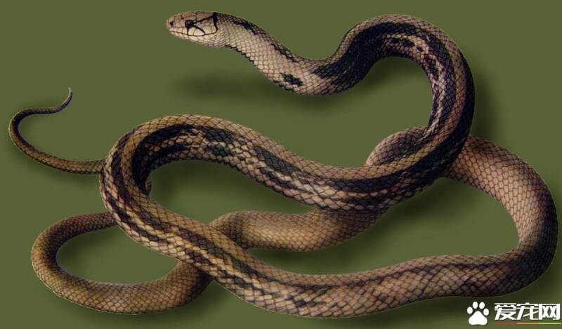 三索锦蛇有毒吗 三索锦蛇是没有毒性的蛇