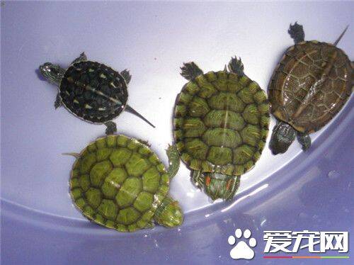 怎么分辨乌龟公母 雄龟体形较薄而小