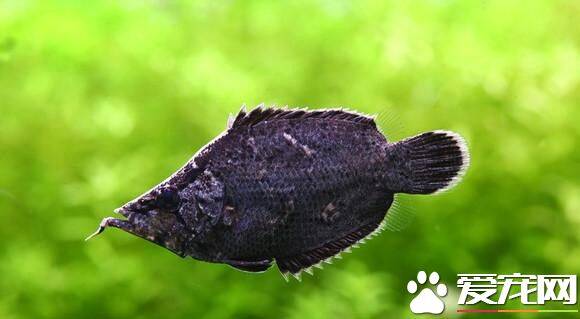 叶形鱼的饲养 常活动于水的上层和水面