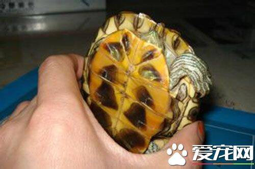 巴西红耳龟为什么叫 巴西红耳龟会叫吗
