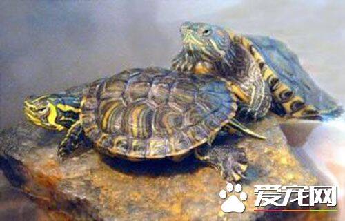 巴西红耳龟怎么样 世界上饲养最广的一种爬行动物