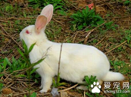 兔子怀孕时要注意什么 增加饲料保持兔舍安静