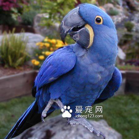 鹦鹉成鸟的饲养管理 从四个方面入手喂养