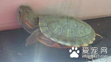 怎么饲养乌龟 乌龟的日常管理注意事项