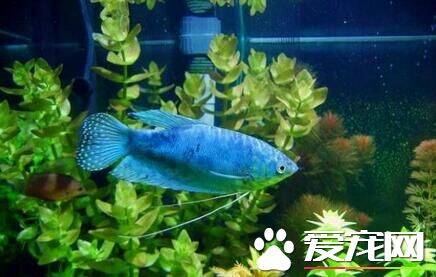 蓝曼龙鱼繁殖 蓝曼龙鱼的人工繁殖技巧