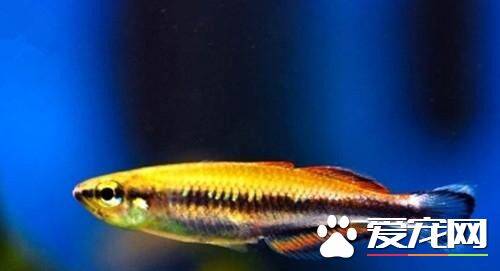马达加斯加彩虹的饲养 能和其他小鱼混养