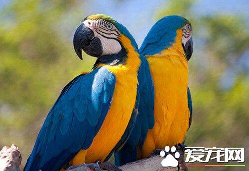 蓝黄金刚鹦鹉的饲养 每年4~7月为繁殖期
