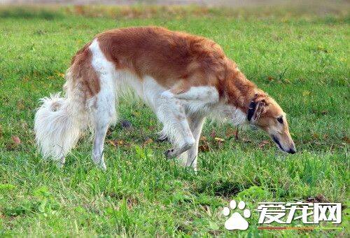 苏俄猎狼犬能跑多少码 奔跑速度是很快的