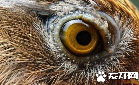 画眉鸟什么眼水最好   其瞳孔收缩之后聚集在眼仁周围