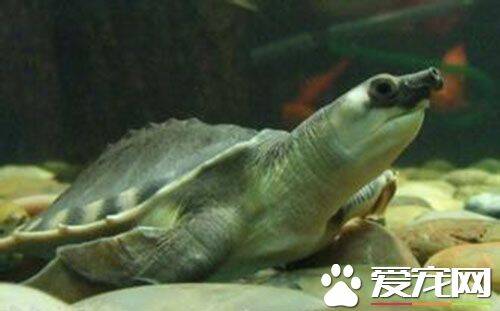 猪鼻龟可以干养吗 通常情况下应正常深水饲养