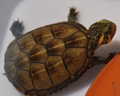 果核龟怎么养 果核泥龟是肉食者