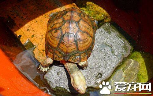黄喉拟水龟的庭院饲养 投喂量为龟体重的1. 5%
