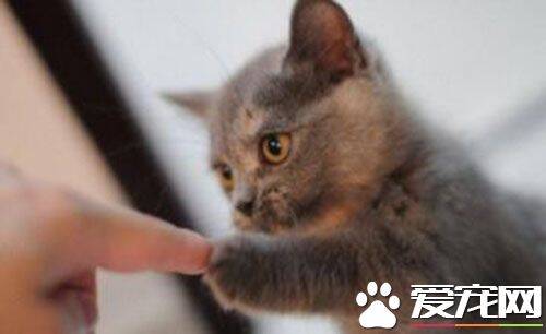 怎么去猫尿味 可以往地毯上撒些小苏打