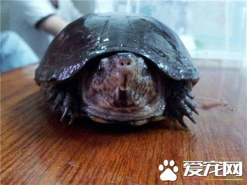 适合新手养的乌龟 巴西龟非常适合新手饲养