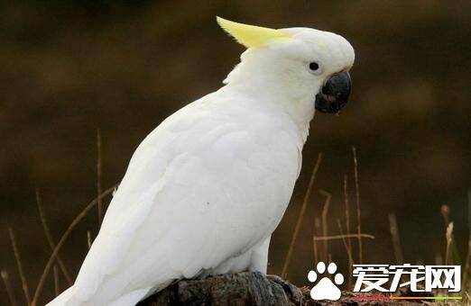 雨伞凤头鹦鹉的饲养 雨伞凤头鹦鹉注意事项