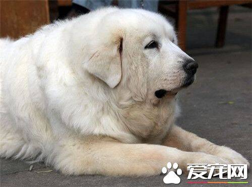 大白熊犬看家能力 看家能力中等具有辨识能力