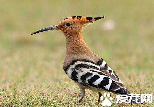 戴胜鸟的习性 以虫类为食在树上的洞内做窝