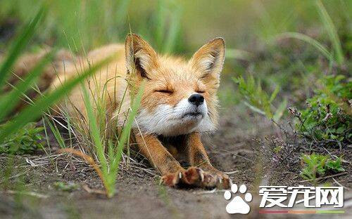 养狐狸的方法 养好狐狸需了解狐狸习性