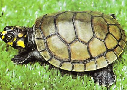 黄头侧颈龟吃什么 是以植食为主的物种