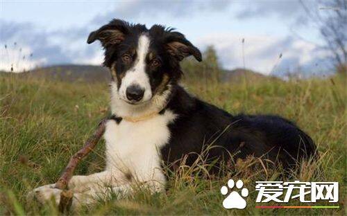 边境牧羊犬好吗 边境牧羊犬的性格特点