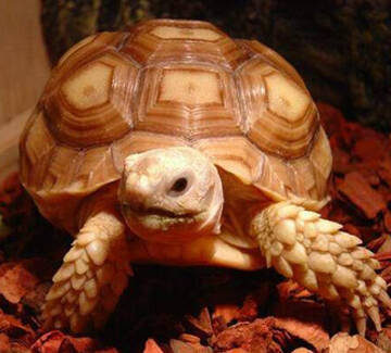 缅甸陆龟泡澡温度 泡澡可以促进龟排便