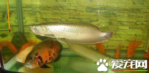 世界最大银龙鱼 世界最大银龙鱼有多少斤