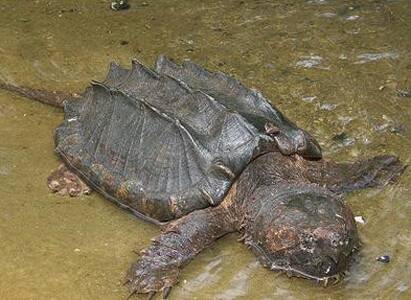 大鳄龟吃什么长得快 动物内脏要少喂