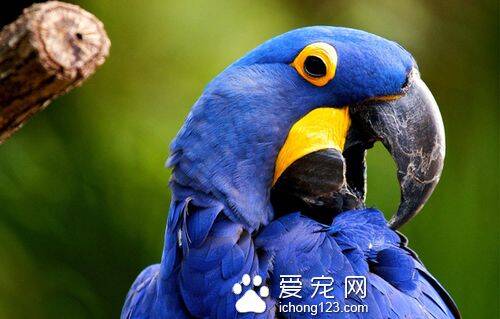 紫蓝鹦鹉怎么饲养 紫蓝鹦鹉该怎么养