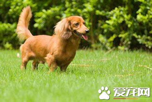 长毛腊肠犬介绍 长毛腊肠犬习性及饲养