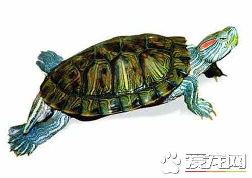 家里养什么样的乌龟好 三线闭壳龟是风水龟