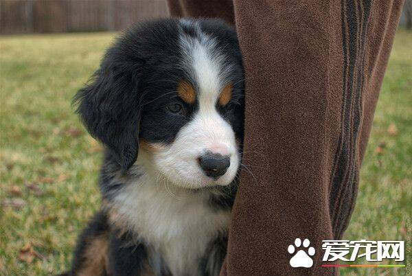 伯恩山犬的样子 伯恩山犬外形特征表现