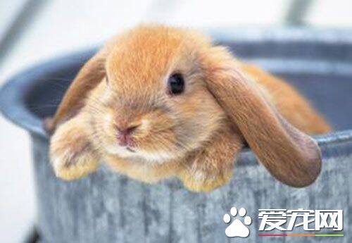 垂耳兔公母哪个好 公兔较母兔更爱与人互动