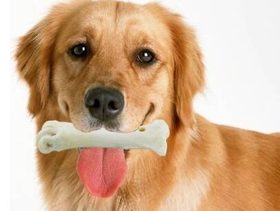 狗狗什么牌子的磨牙棒好 磨牙棒的种类多