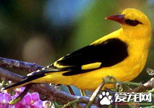 黄鹂鸟是怎么叫的 黄鹂鸟是大自然的歌唱家
