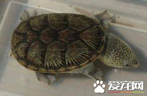 麝香龟生长速度 麝香龟到底能长多大