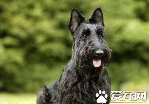 苏格兰梗爱叫吗 苏格兰梗属于比较安静的犬种