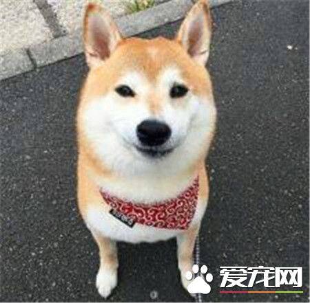 柴犬智商高吗 柴犬是一种比较聪明的狗狗