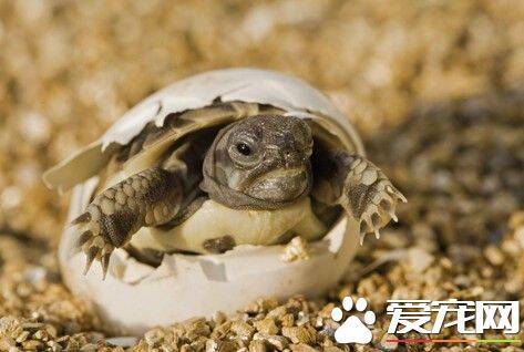乌龟生活习性 幼龟公母要靠气温来决定