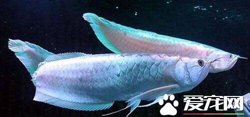 银龙鱼如何分公母 银龙鱼怎么区分公母