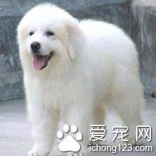 大白熊犬价格 大白熊犬饲养上需要注意地方